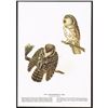 Image 2 : c1946 Audubon Print, #380 Richardson's Owl