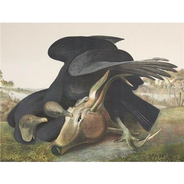 c1946 Audubon Print, #106 Black Vulture