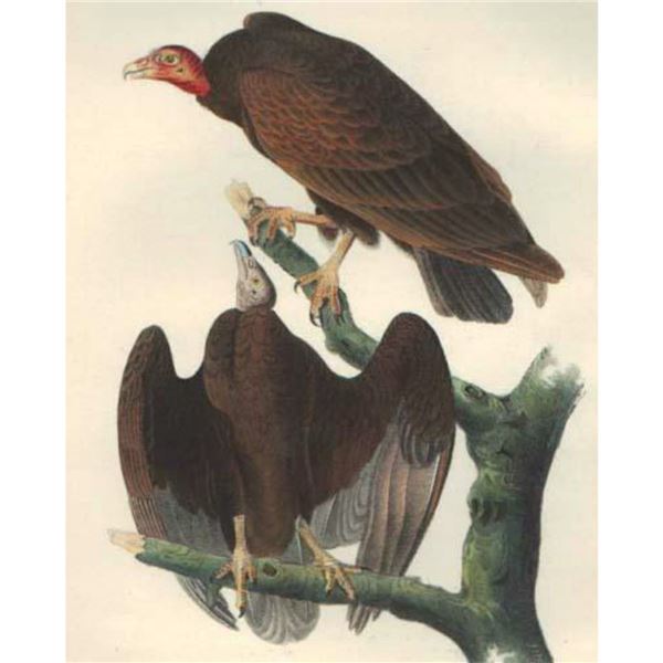 c1946 Audubon Print, #151 Turkey Vulture