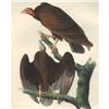 Image 1 : c1946 Audubon Print, #151 Turkey Vulture