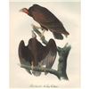 Image 2 : c1946 Audubon Print, #151 Turkey Vulture