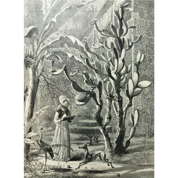 19thc Engraving, A Garden In Florida