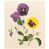 Image 1 : Limited Edition Print, Hybrid Pansies