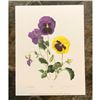 Image 2 : Limited Edition Print, Hybrid Pansies