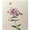 Image 1 : Limited Edition Print, Phlox & Butterflies