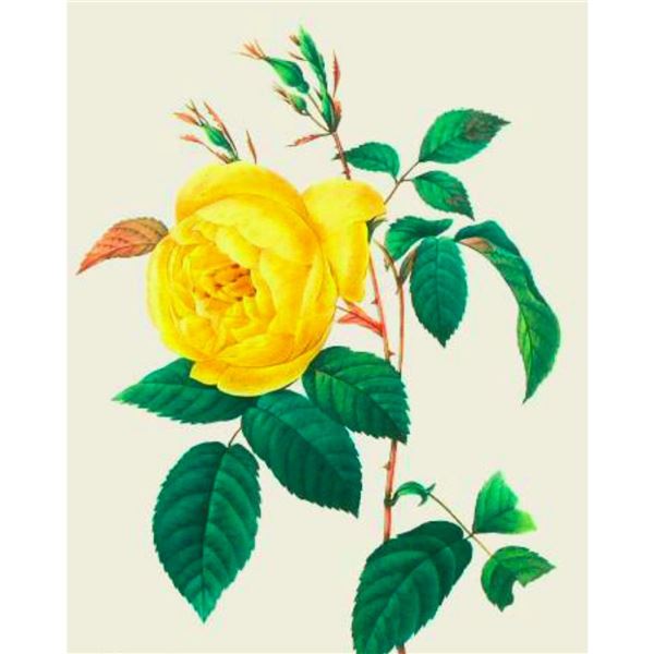 After Pierre-Jospeh Redoute, Floral Print, #122 Rosa Indica (Rose)