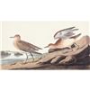 Image 1 : c1946 Audubon Print, # 265 Buff-breasted Sandpiper