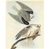 Image 1 : c1946 Audubon Print, #352 White-Tailed Kite