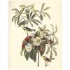 Image 1 : c1950 Audubon Print, Backman's Warbler