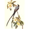 Image 1 : c1950 Audubon Print, Fork-Tailed Flycatcher