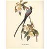 Image 2 : c1950 Audubon Print, Fork-Tailed Flycatcher