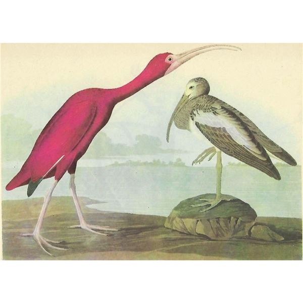 c1946 Audubon Print, #397 Scarlet Ibis