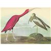 Image 1 : c1946 Audubon Print, #397 Scarlet Ibis