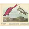 Image 2 : c1946 Audubon Print, #397 Scarlet Ibis