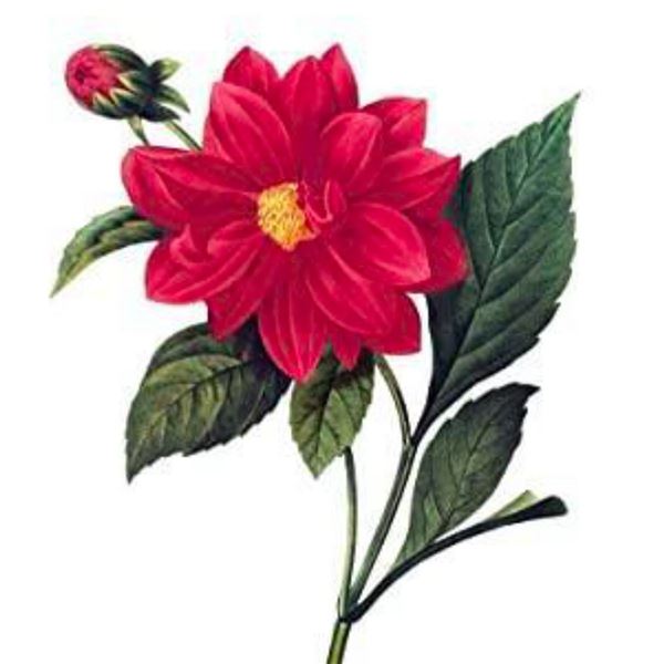 After Pierre-Jospeh Redoute, Floral Print, #30 Dalhia Double ( Double Dahlia)