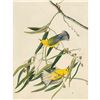 Image 1 : c1946 Audubon Print, #3 Prothonotary Warbler