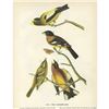 Image 2 : c1946 Audubon Print, #373 Two Grosbeaks