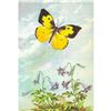 Image 1 : 1920's Dog's Head Butterfly Color Lithograph Print