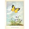 Image 2 : 1920's Dog's Head Butterfly Color Lithograph Print