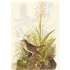 Image 1 : 1946 Audubon Print, #164 Veery