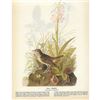 Image 2 : 1946 Audubon Print, #164 Veery