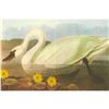 Image 1 : c1950 Audubon Print, Whistling Swan