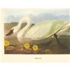 Image 2 : c1950 Audubon Print, Whistling Swan