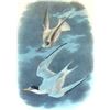 Image 1 : c1946 Audubon Print, # 319 Least Tern