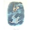 Image 2 : c1946 Audubon Print, # 319 Least Tern