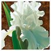 Image 1 : Brian Davis, "Solitary White Iris" Limited Edition Giclee on Canvas, Numbered an