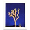 Image 1 : Robert Sheer, "Joshua Tree" Limited Edition Single Exposure Photograph, Numbered