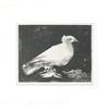 Image 1 : Picasso   Dove of Peace #1572568