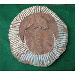 Authentic Large Dug Trilobite  #1596437