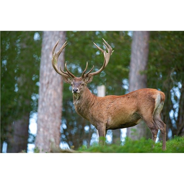 Red Deer Hunt 2 Day and 2 Night near Toledo, Spain for 1 Hunter no Extra for Gold!