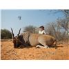 Image 4 : Namibia Six Day Trophy Eland Tracking Hunt