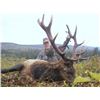 Image 3 : Raspberry and Afognak Island Roosevelt Elk Special Permit