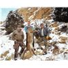 Image 1 : Five Day Guided Mountain Lion Hunt in Colorado