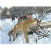 Image 2 : Five Day Guided Mountain Lion Hunt in Colorado
