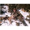 Image 3 : Five Day Guided Mountain Lion Hunt in Colorado