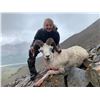 Image 1 : Five Day Guided Youth Dall Sheep Hunt in Alaska