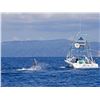 Image 3 : 6-Day Costa Rica Fishing Trip for Two