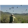 Image 1 : Four Day Argentina Dove Hunt for Four Shooters