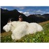 Image 4 : 10-Day British Columbia Mountain Goat Hunt