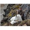 Image 5 : 10-Day British Columbia Mountain Goat Hunt