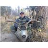 Image 3 : New Mexico 5-Day Rifle Mule Deer Hunt for Two Hunters