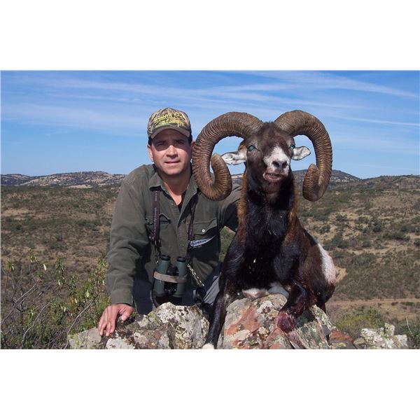 Four Day Red Stag or Mouflon Sheep Hunt in Spain