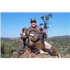 Image 3 : Four Day Red Stag or Mouflon Sheep Hunt in Spain