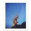 Image 1 : Robert Sheer, "Yoda Tree" Limited Edition Single Exposure Photograph, Numbered a