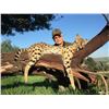 Image 1 : LAD SHUNNESON: 8-Day Small Game Safari for One Hunter and One Non-Hunter in South Africa - Includes