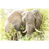 Image 1 : MATTHEW GREEFF: 5-Day Big-Five Photo Safari for Two Guests in South Africa
